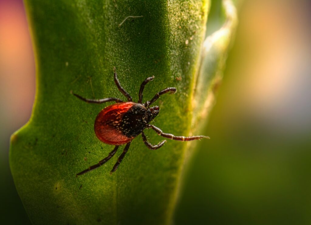 OZ PEST CONTROL CANBERRA