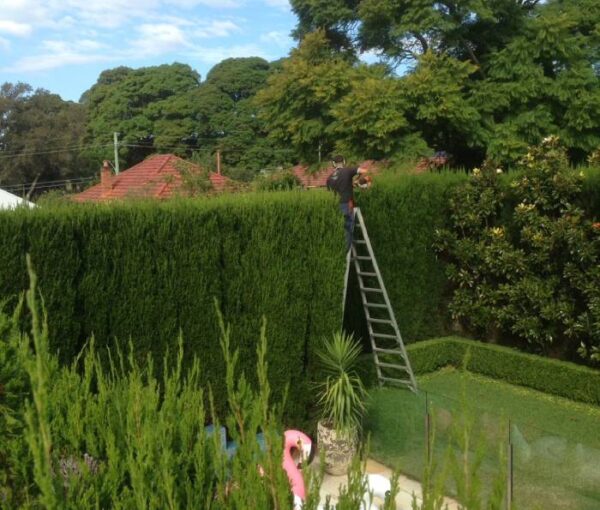 Tree Trimming Services in Cabramatta Tree Trimming Services in Cabramatta