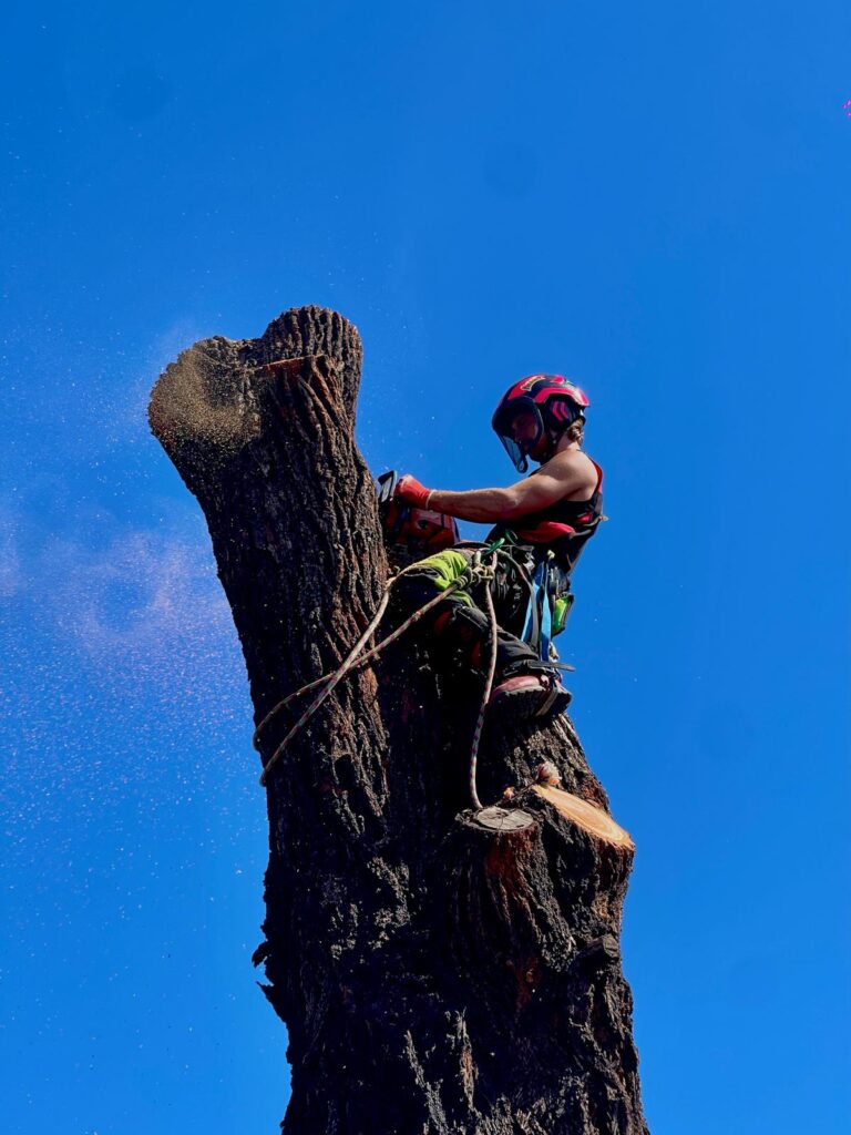 https://treetrottersvictoria.com.au/
